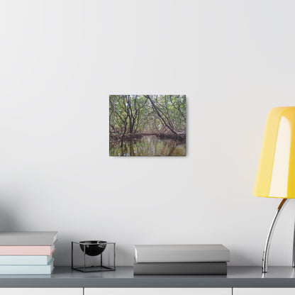 Weedon Island Canvas Print