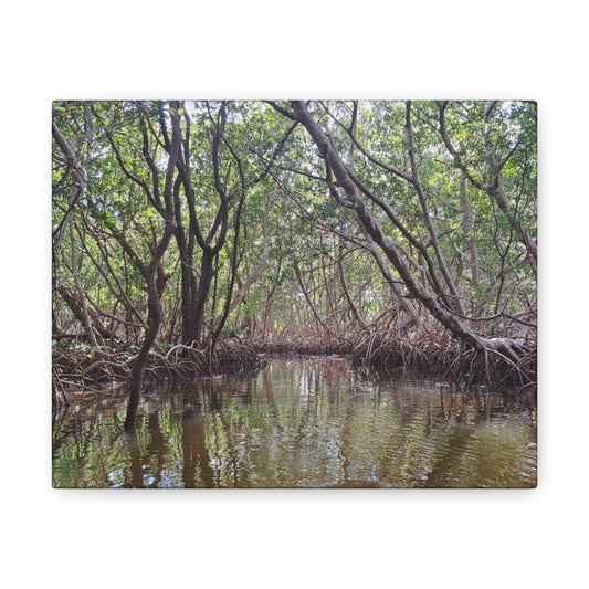 Weedon Island Canvas Print