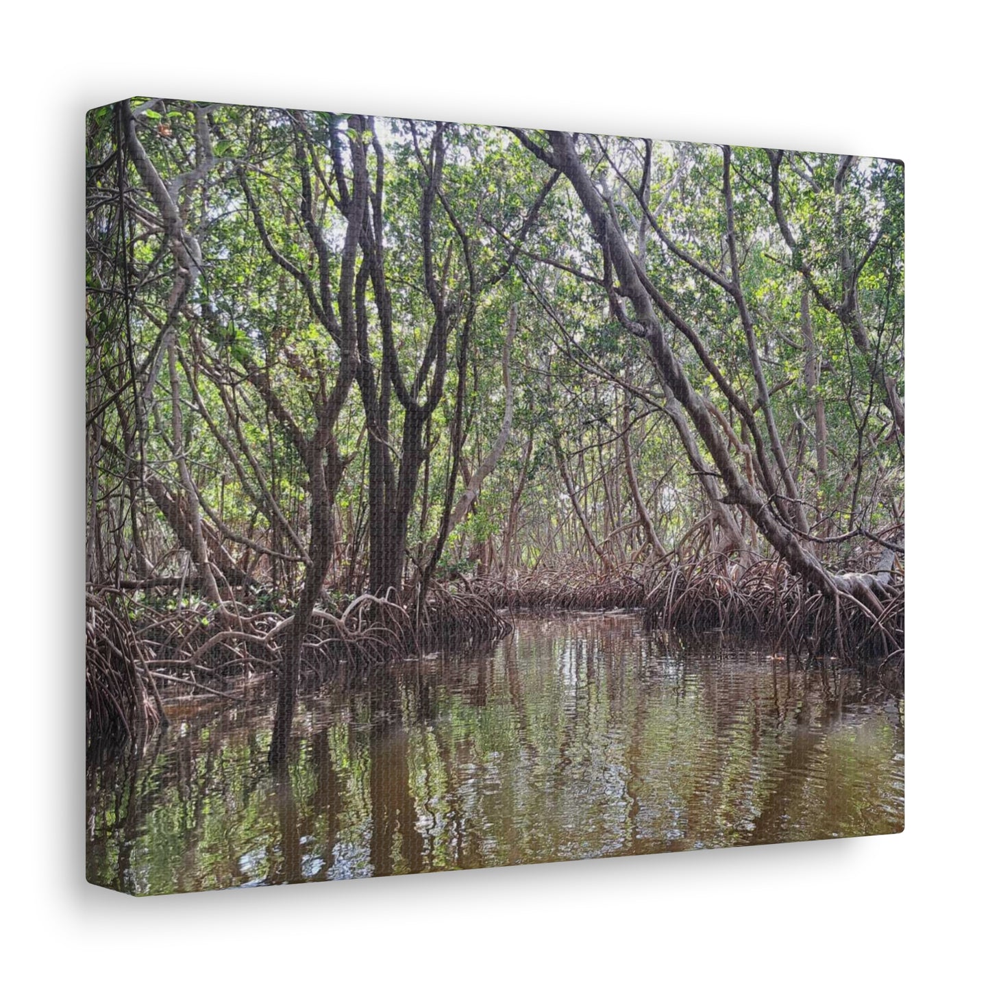 Weedon Island Canvas Print