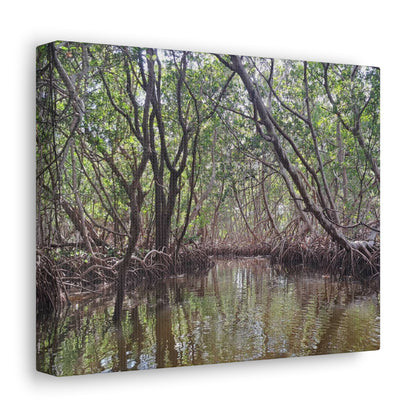 Weedon Island Canvas Print