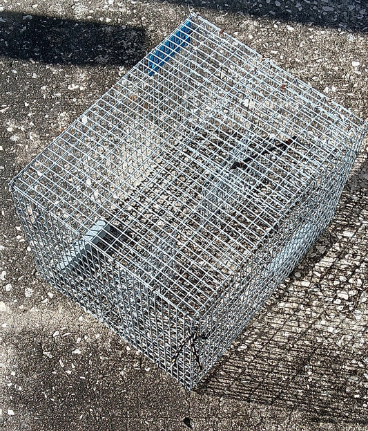 Pinfish Trap for Rent